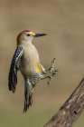 USA-South Texas Laguna Seca Ranch-golden-fronted woodpecker alighting Art Print
